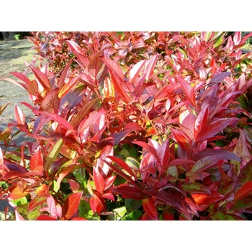 Leucothoe axillaris 'Zeblid' - fürtöshanga - CS17
