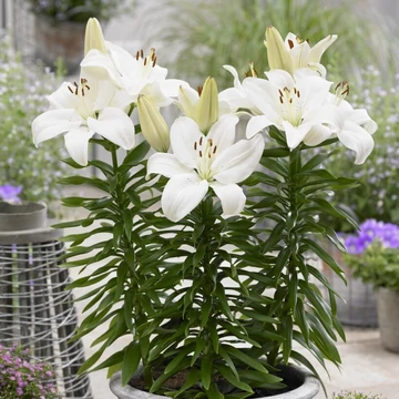 Lilium 'Gwen'- liliom - CS11