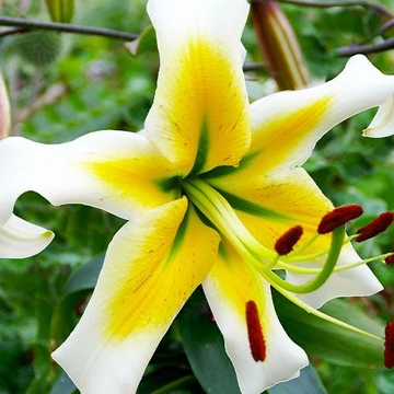 Lilium 'Mister Pistache' - liliom - CS11