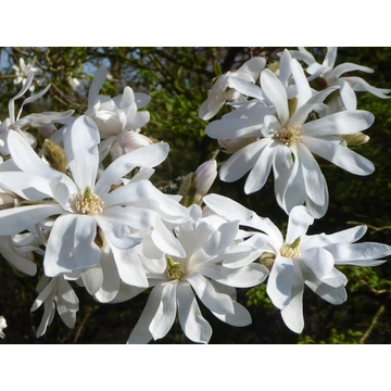 Magnolia 'Stellata' - magnólia - CS21
