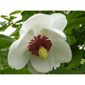 Magnolia 'Sieboldii' - magnólia - CS21