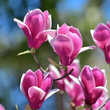 Magnolia 'Susan'  - magnólia - CS17