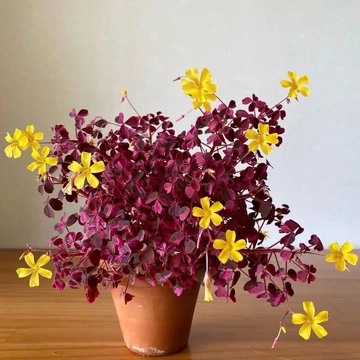 Oxalis 'Crazy Pink' - madársóska - CS12
