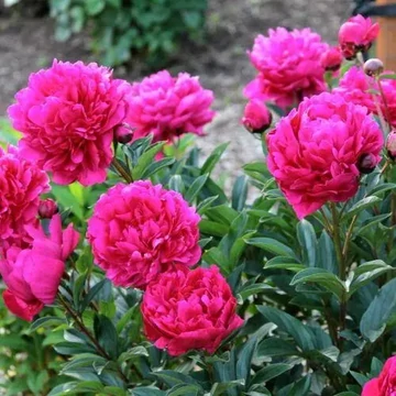 Paeonia lactiflora 'Kansas' - pünkösdirózsa, bazsarózsa - CS11