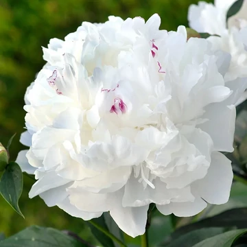 Paeonia lactiflora 'Festiva Maxima' - pünkösdirózsa, bazsarózsa - CS11