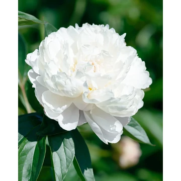 Paeonia lactiflora 'White Sensation' - pünkösdirózsa, bazsarózsa - CS11
