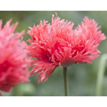 Papaver orientale 'Fancy Feathers' - díszmák - CS11