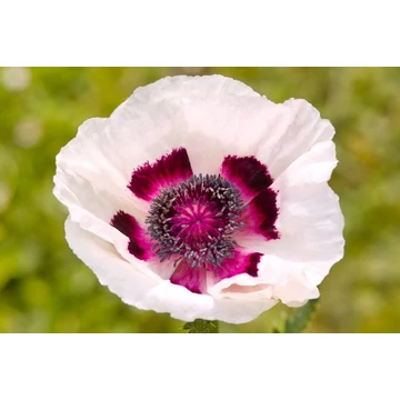Papaver orientale 'Perry's White' - díszmák - CS11