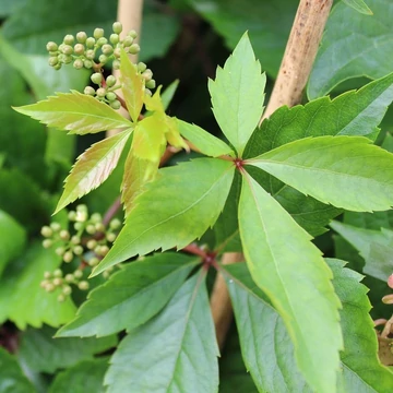 Parthenocissus quinquefolia var. 'Engelmannii'  - vadszőlő - CS15