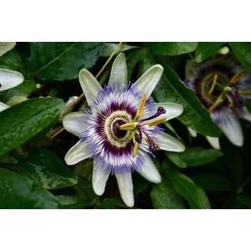 Passiflora caerulea - golgotavirág - CS14