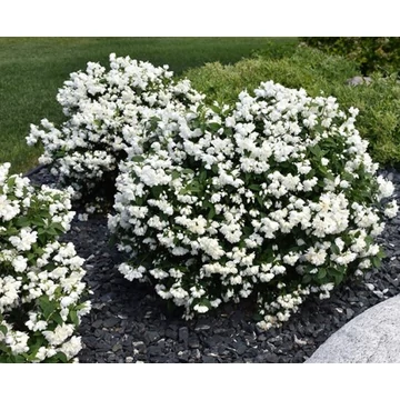Philadelphus 'Snowbelle' - jezsámen - CS15