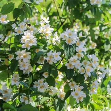 Philadelphus 'Lemoinei' - jezsámen - CS15