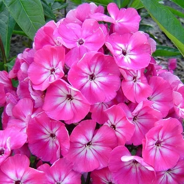 Phlox paniculata 'Tatjana' – bugás lángvirág - CS12