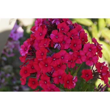 Phlox paniculata 'Tenor' – bugás lángvirág - CS12
