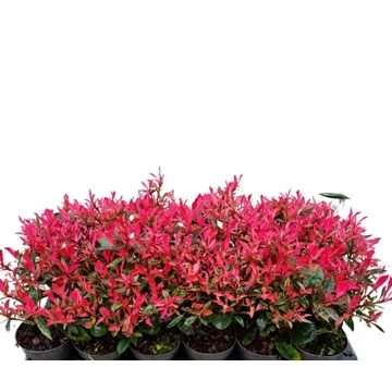 Photinia fraseri 'Little Fenna' - korallberkenye - CS9
