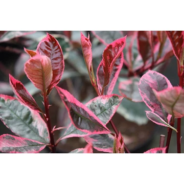 Photinia x fraseri 'Pink Marble' - korallberkenye - CS17