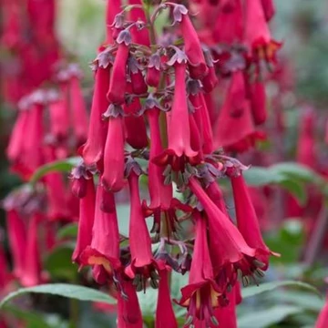 Phygelius rectus 'Candy Drops Red' - folyóharang - CS11