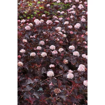 Physocarpus opulifolius 'Lady in Red' - bangitalevelű hólyagvessző - CS15