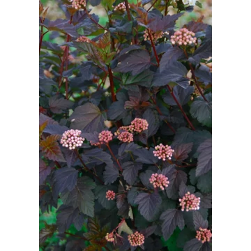 Physocarpus opulifolius 'Diabolo' - bangitalevelű hólyagvessző - CS15