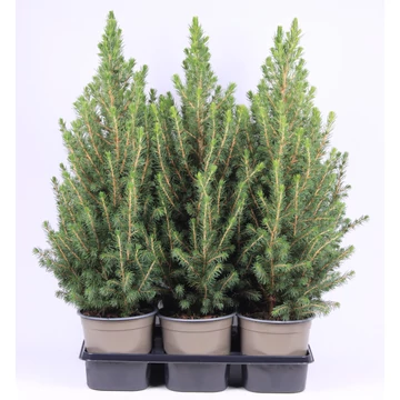 Picea glauca 'Conica' - cukorsüveg fenyő - CS17