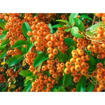 Pyracantha coccinea 'Orange Glow' - tűztövis - CS15
