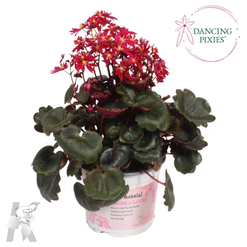 Saxifraga cortusifolia 'Pixies Tally' - kőtörőfű - CS12
