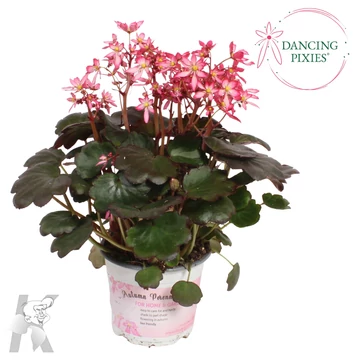 Saxifraga cortusifolia 'Pixies Trina' - kőtörőfű - CS12