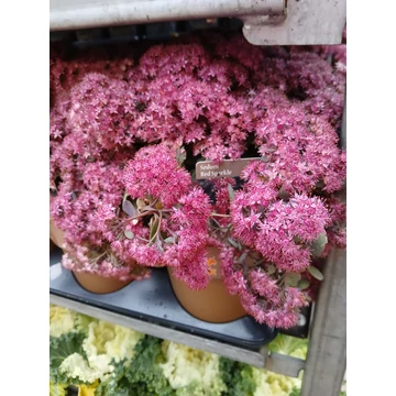 Sedum telephium 'Red Sparkle' – varjúháj - CS15