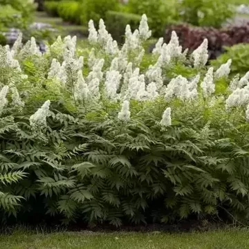 Sorbaria sorbifolia 'Sem' - tollas gyöngyvessző - CS23