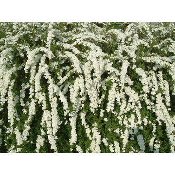 Spiraea cinerea 'Grefsheim' - hamvas gyöngyvessző - CS14