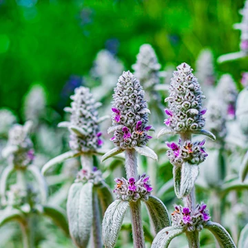 Stachys byzantina - gyapjas tisztesfű - CS12