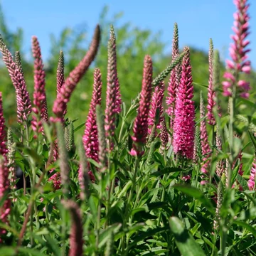 Veronica spicata 'Rosa Zwerg' - macskafarkú veronika - CS11