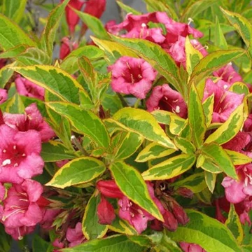 Weigela florida 'Moulin Rouge' - rózsalonc - CS17