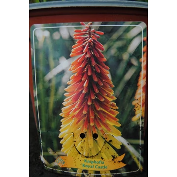 Kniphofia 'Royal Castle' - fáklyaliliom - CS11