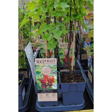 Ribes rubrum 'Jonkheer van Tets' - piros ribizli -  CS11