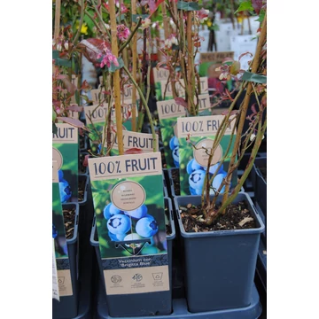 Vaccinium corymbosum 'Brigitta Blue' - öntermő áfonya - CS9