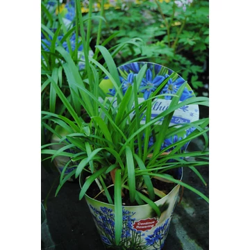 Agapanthus 'Brillant Blue' - szerelemvirág - CS15
