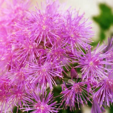 Thalictrum aquilegifolium 'Little Pinky' - borkóró - CS15