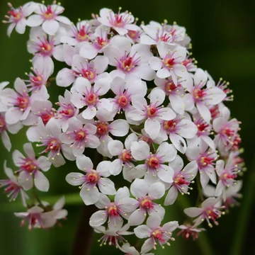 Darmera peltata - pajzslevél - CS9