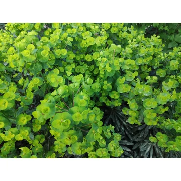 Euphorbia amygdaloides 'Purpurea' – erdei kutyatej - CS12
