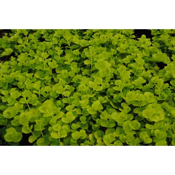 Lysimachia nummularia 'Goldilocks' - pénzlevelű lizinka - CS12
