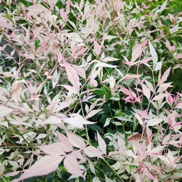 Nandina domestica 'Twilight' - japán szentfa - CS17