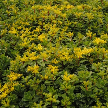 Sedum floriferum 'Golden Yellow' – kamcsatkai varjúháj - CS12