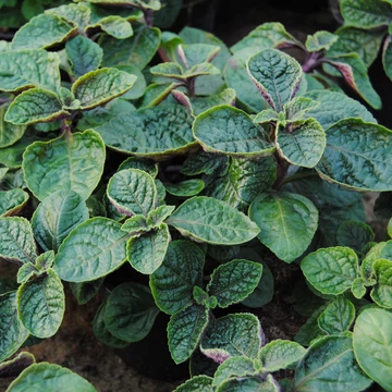 Plectranthus coleoides 'Purple' - kakassarkantyú vagy szúnyogűző - CS12