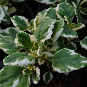 Plectranthus coleoides - kakassarkantyú vagy szúnyogűző - CS12