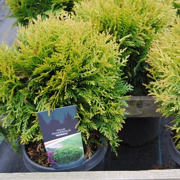Thuja occidentalis 'Danica' - gömbtuja - CS19