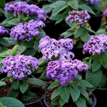 Heliotropium arborescens 'Marine' - vaníliavirág - CS12