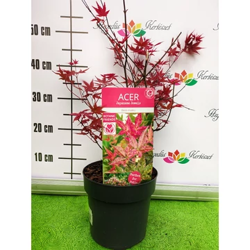 Acer palmatum 'Beni maiko' - japán juhar - CS19