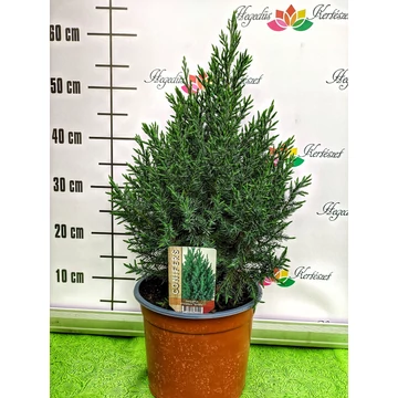 Juniperus chinensis 'Stricta' - kínai boróka - CS17