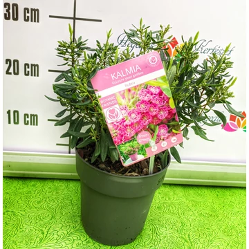 Kalmia angustifolia 'Rubra' - keskenylevelű hegyi babér - CS15